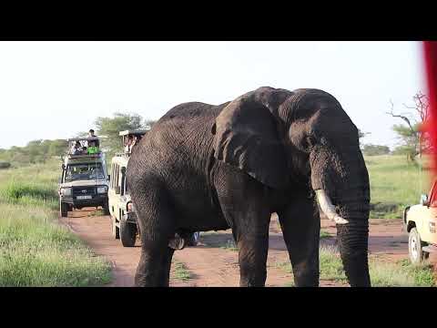 Tarangire Private Guided Safari