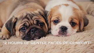 2 Hours of Gentle Faces of Comfort –Calming Cats and Dogs for Memory Care, Alzheimer’s, and Dementia