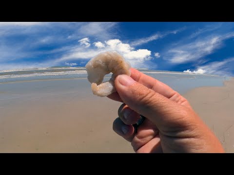 How to salt your shrimp for surf fishing- New Rod Combos