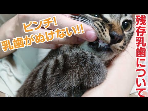猫は何歳になると乳歯が抜けますか?