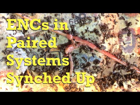 More harmonization of the paired-up ENC worm bins - vermicompost