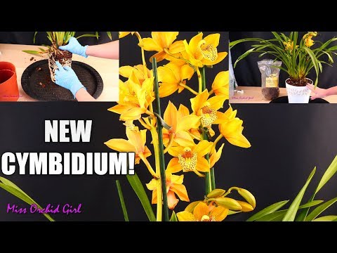 Repotting my new Cymbidium Orchid in rePotme mix!