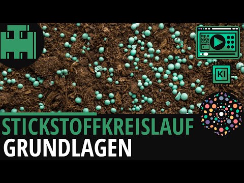 Stickstoffkreislauf Grundlagen│Biologie Lernvideo [Learning Level Up] [KI]