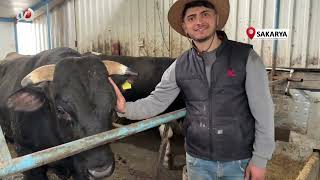 4 Yaşındaki Dev Tosunları Gören Bir Daha Bakıyor