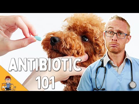 Veterinarian Answers Your Antibiotic Questions