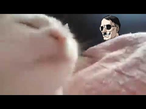 Cat vibing to Knights of the Holy Lance ( Persona 2 Innocent Sin )