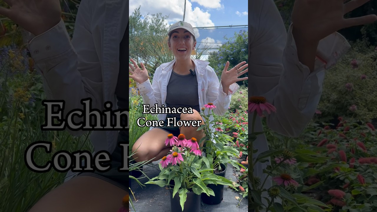 Coneflower (Echinacea) Care & Growing Tips