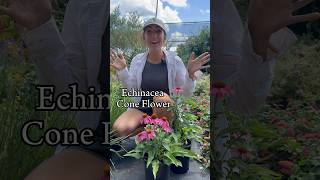 Cone Flower  (Echinacea) Care & Growing Tips