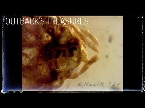 Jurassic Bark - But from Miocene... (subtitles all languages)