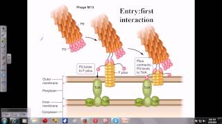 Attachment and entry of M13 phage