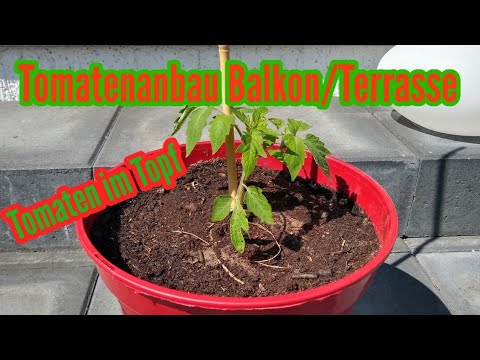 Tomaten im Topf pflanzen Tomaten anbauen Balkon Tomaten im Kübel anbauen