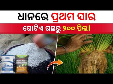 ଧାନରେ ପ୍ରଥମ ଖତ ଏମିତି ଦିଅନ୍ତୁ! | dhan re pila kemiti badheiba