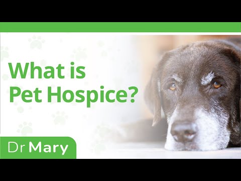 What Is Pet Hospice?