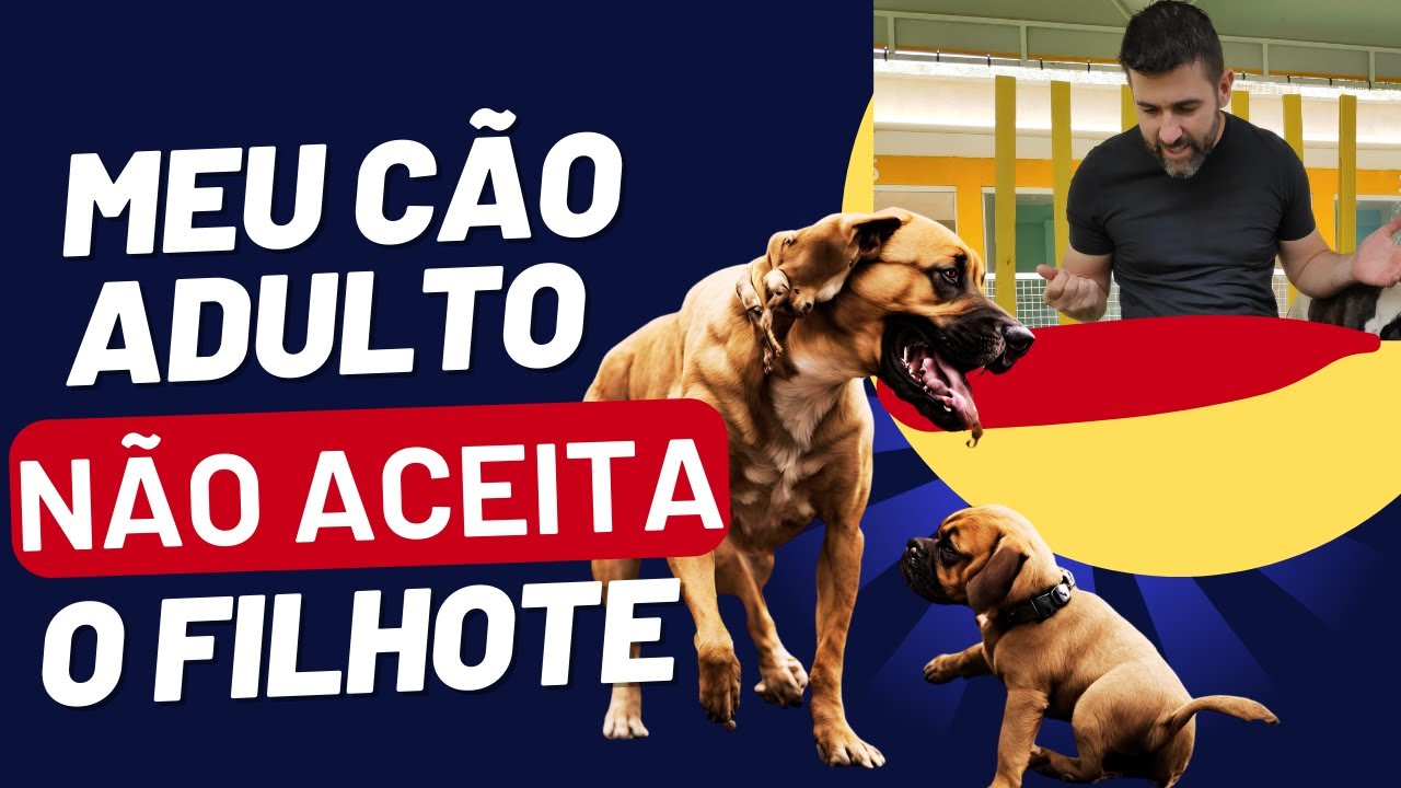 MEU CACHORRO ADULTO NÃO ACEITA O FILHOTE | Descubra como acostumar o filhote com o cão adulto