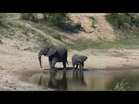 Djuma: Elephant cow and calf-with lone bull still around - 10/25/20