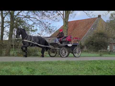 Stal Okkema's Doeke - Jehannes x Sape - stallion - 2017