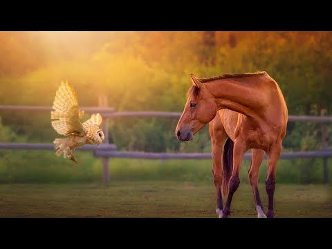 🔴 Wildlife (4K UHD) 24/7 - Relaxing Music With Beautiful Nature & Animals Videos(4K Video Ultra HD)