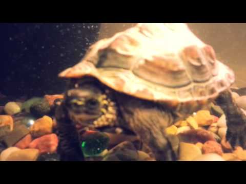 download lagu mp3 mp4 Fu Chinese Leopold, download mp3 Fu Chinese Leopold free download, download mp3 Fu Chinese Leopold