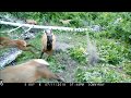 Cougar attacks Elk