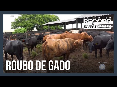 Quadrilhas especializadas em roubo de gado aterrorizam fazendeiros no sul do Brasil
