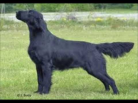 Flat Coated Retriever