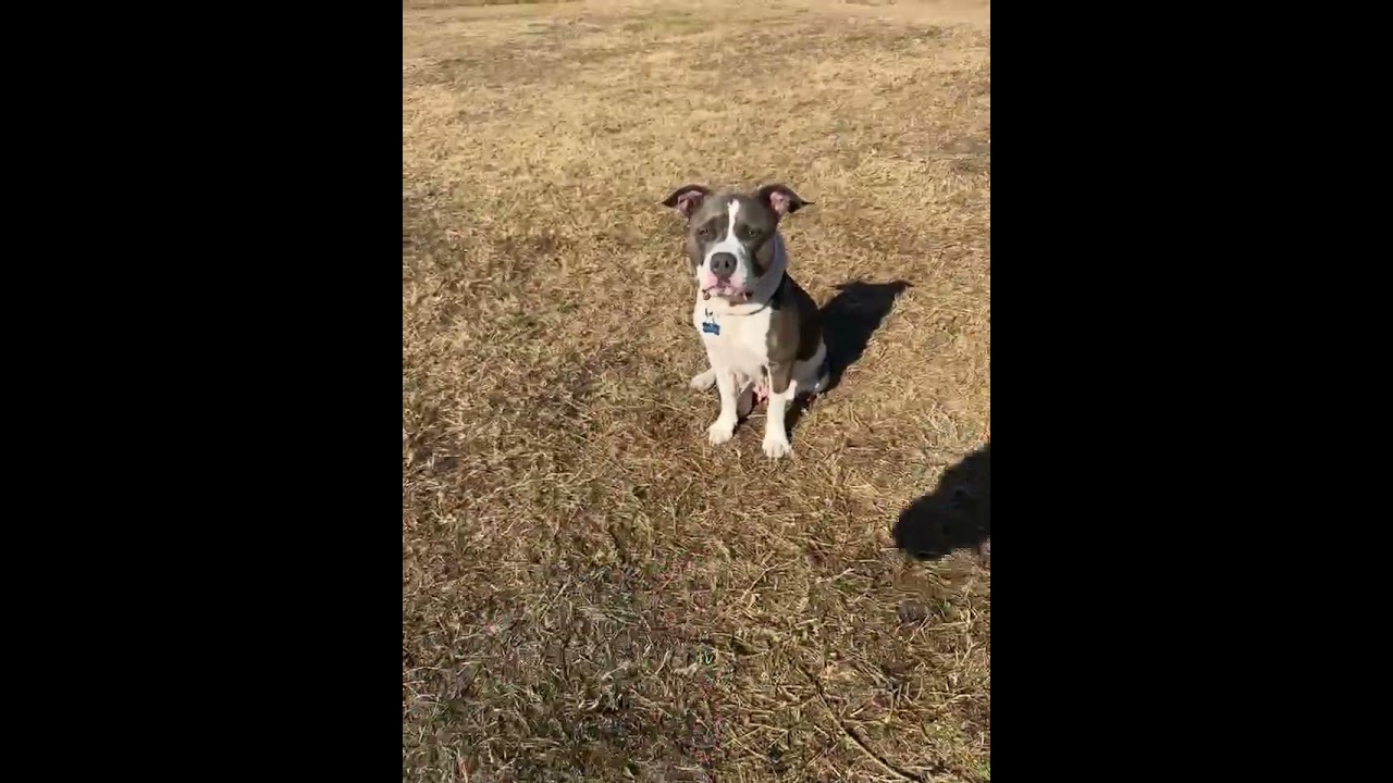 Enlarge Cecilia (Juliet), a Adoptable Mixed Breed in Seminole, FL video 6/6