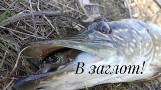 Ловить щуку на реке чусовая весна 2020 г