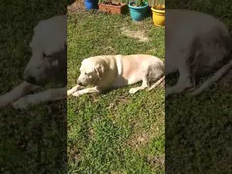 Emma #29, an adopted Yellow Labrador Retriever in Killingworth, CT_image-1