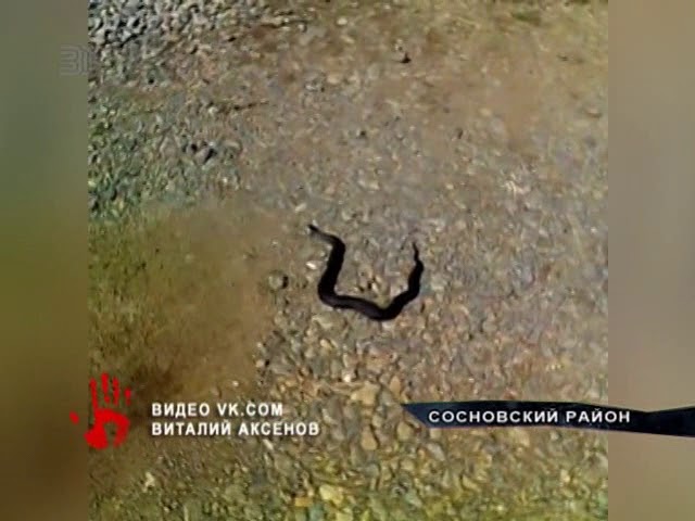 Змеи атакуют ( Видео)