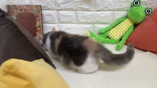 スコティッシュフォールドの動画01