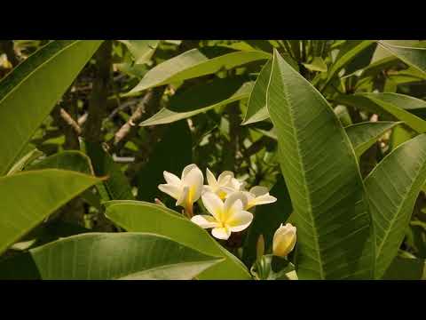 Video for 247-255 Amber Crescent, Jimboomba  QLD  4280