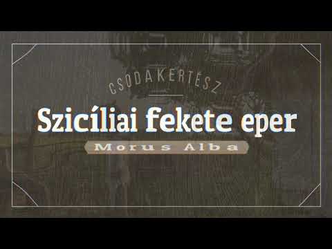 Csodakertész - Szicíliai fekete eper