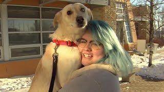 Shelter dogs get temporary home for holidays through adoption programs