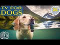 24 Hours Anti Anxiety Music for Dog: TV for Dogs & Fast-Boredom Busting Videos for Dogs with Music