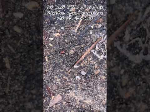 Quick update Termites attacking cannabis plants 7-20-2020 update