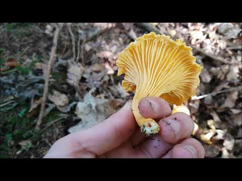 Der Bayern Sondler Teil 193 - Wo de Wuidsau umananda greid san de Rächal ned weid