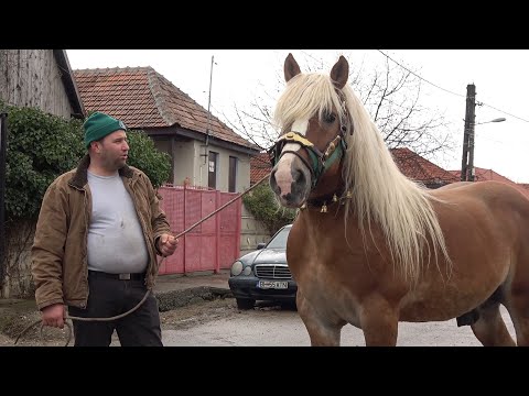 Armasarul lui Marcel de la Cordau, Bihor - 2020 Nou!!!