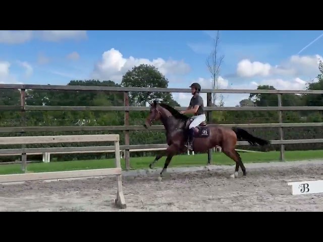 Under the saddle