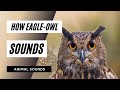 How Eagle Owl Sounds The Animal Sounds How Eagle Owl Noises Sound Effect Animation