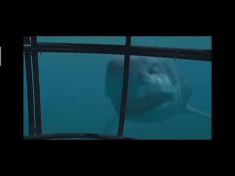 Sea Monsters a Prehistoric Adventure : Megalodon