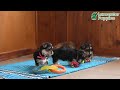 Morkie dogs for sale: Mandy - Video 1