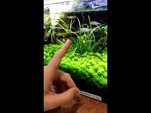 12 Gallon Bookshelf at Denny's Pet World