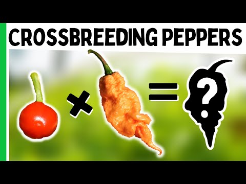 How To Crossbreed Peppers - Make A New Pepper Variety!