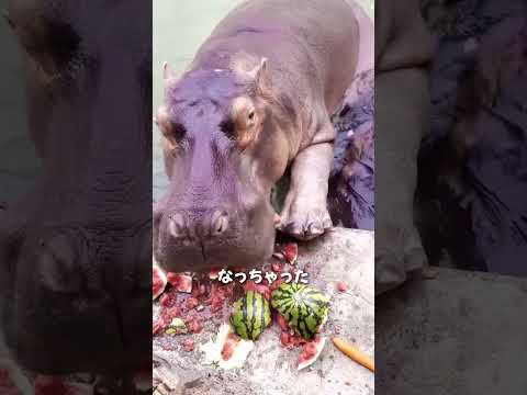 カバに正しくエサをあげる方法