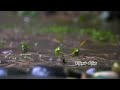 Chinna Chinna Thooral Enna Whatsapp Status Night Status Melody Status