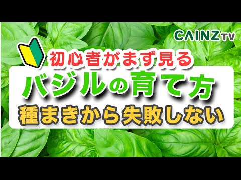 バジルを上手に育てるには？大きく青々とした葉を作るためのプロのヒント  庭園
