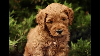 Video preview image #1 Goldendoodle (Miniature) Puppy For Sale in KINZERS, PA, USA