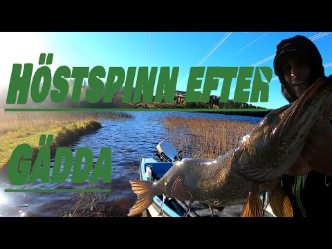 Helg i Hälsingland | Höstspinn efter gädda