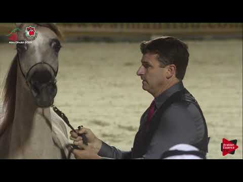 N 83 KA BASEEMAH   UAE Nationals 2019