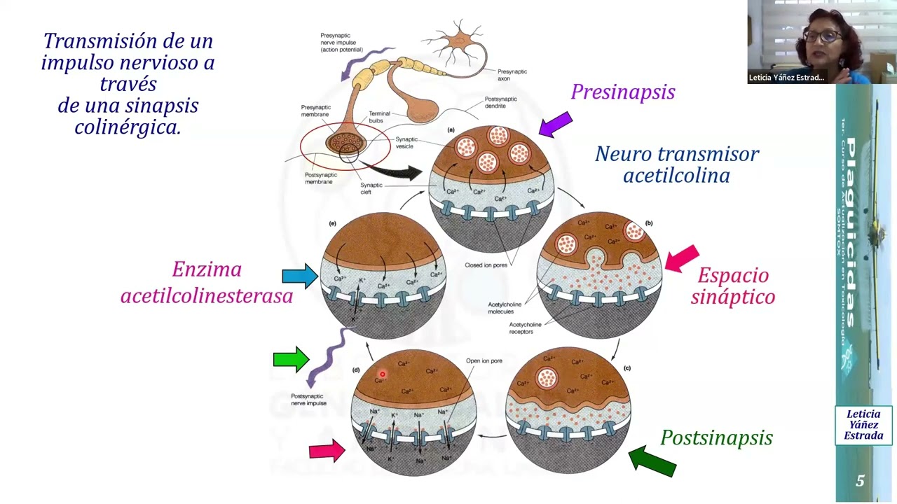 Daños a la salud humana por exposición a plaguicidas